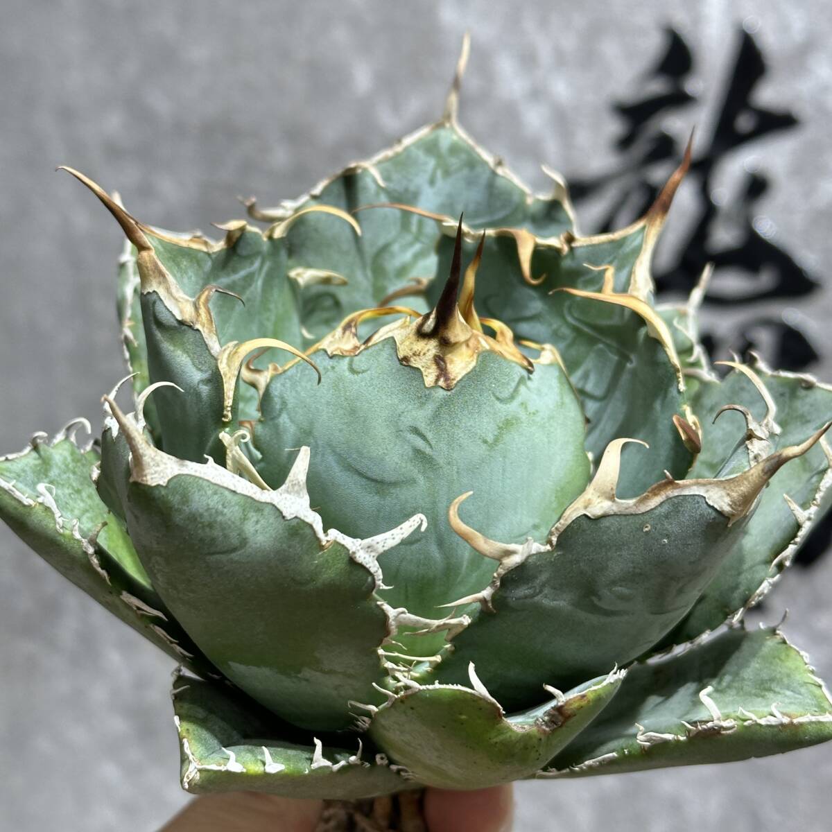 [ dragon ..]①No.186 special selection agave succulent plant chitanota white . a little over . finest quality stock 