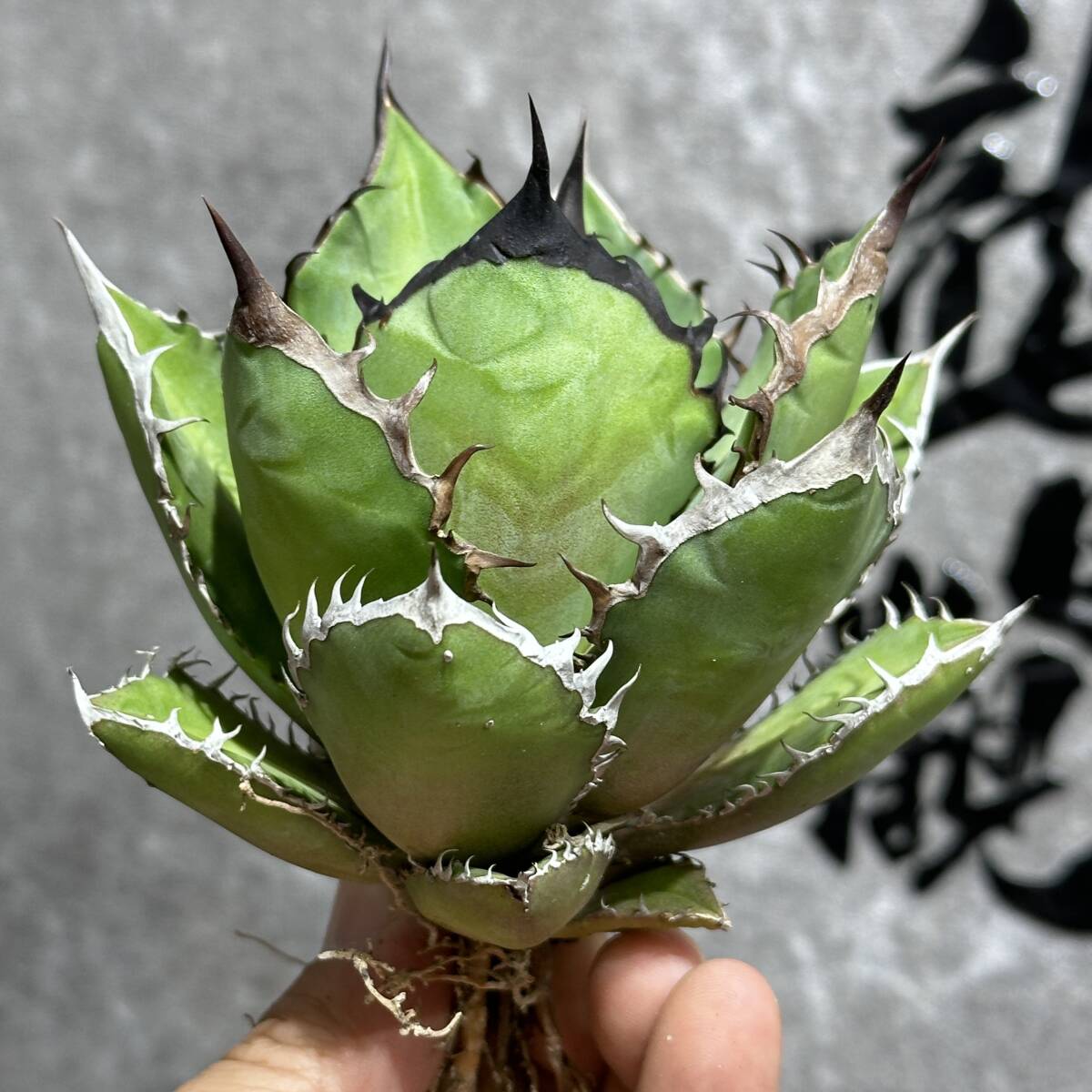 [ дракон ..]①No.19 специальный отбор агава суккулентное растение chitanota черный fire - чёрный огонь . чуть более . первоклассный АО 