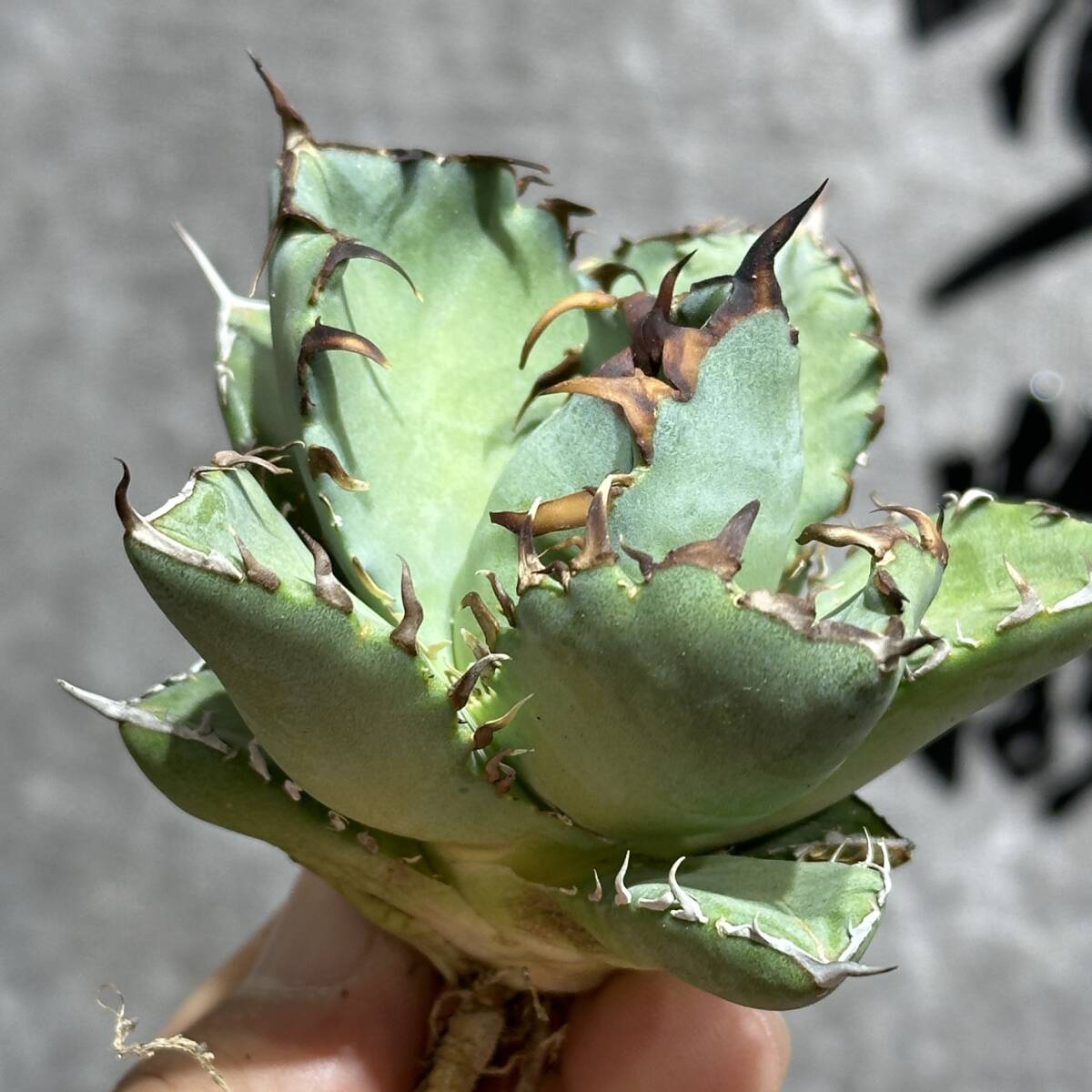 [ dragon ..]①No.163 special selection agave succulent plant chitanota.. a little over . finest quality stock ultra rare!