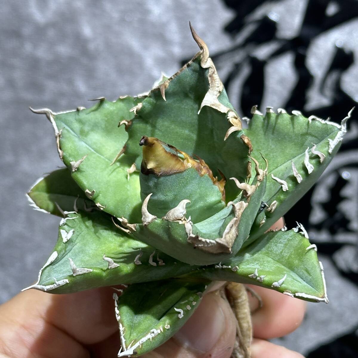 [ dragon ..]① No.168 special selection agave succulent plant chitanota white fire - white fire . a little over . finest quality beautiful stock 