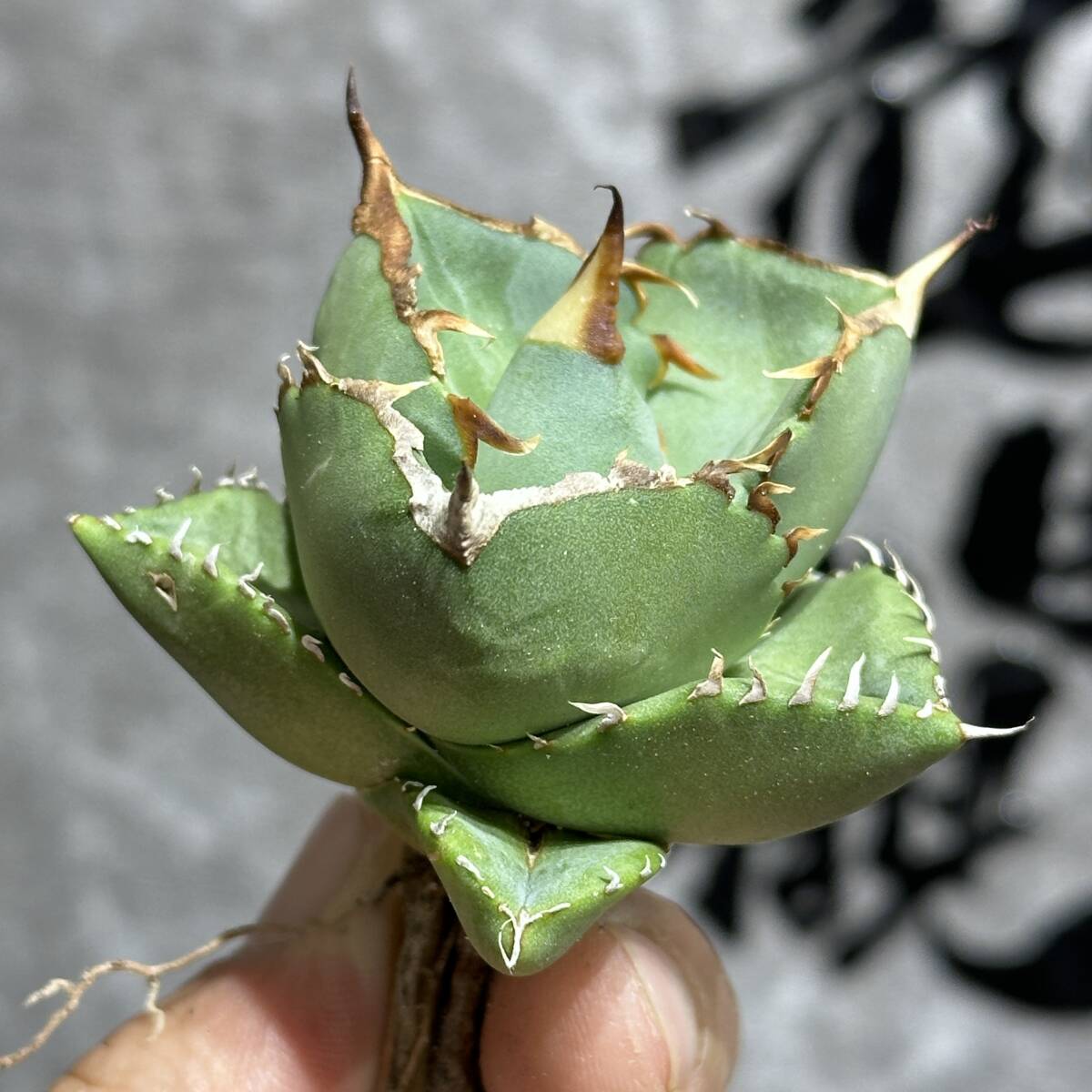 [ dragon ..]① No.178 special selection agave succulent plant Jaguar Note low thickness leaf original .\'Juggernaut\' pure blood finest quality beautiful stock ultra rare!