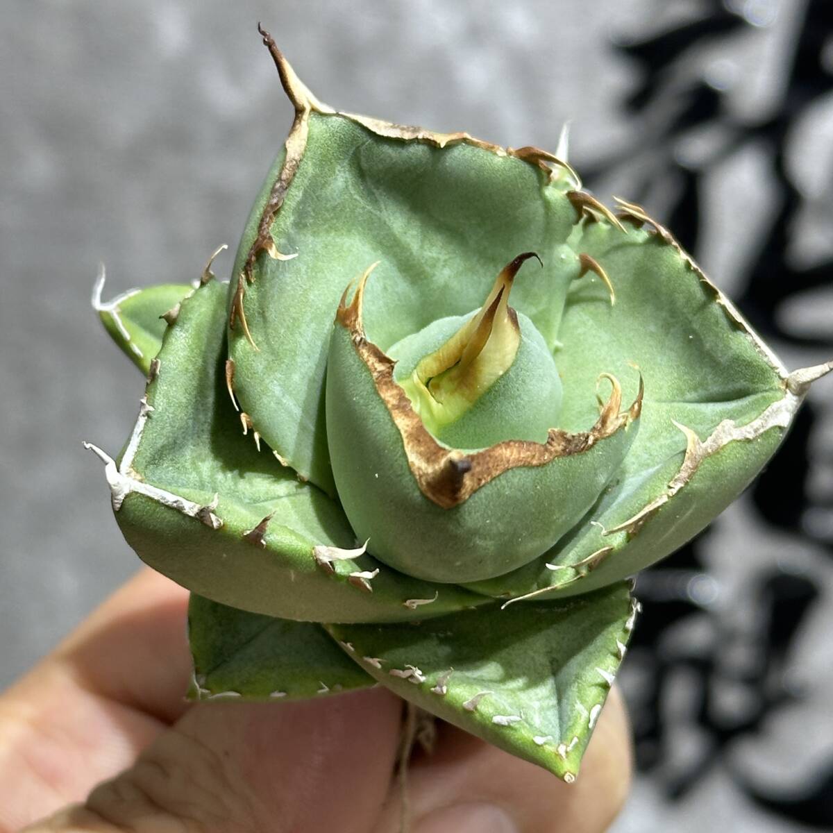 [ dragon ..]① No.178 special selection agave succulent plant Jaguar Note low thickness leaf original .\'Juggernaut\' pure blood finest quality beautiful stock ultra rare!
