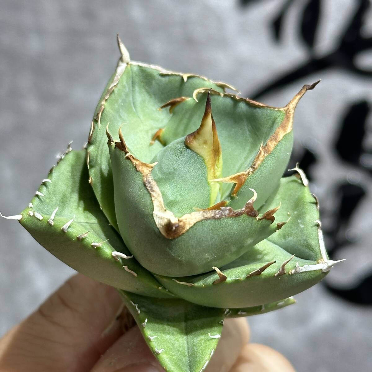 [ dragon ..]① No.178 special selection agave succulent plant Jaguar Note low thickness leaf original .\'Juggernaut\' pure blood finest quality beautiful stock ultra rare!