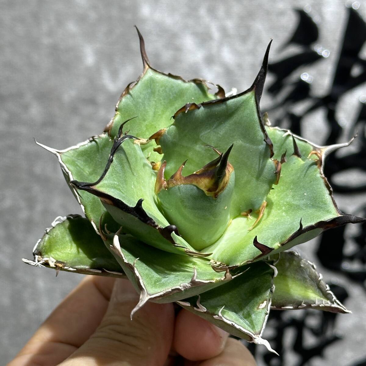 [ dragon ..]①No.170 special selection agave succulent plant chitanota is tesHades black ... dragon . tooth a little over . finest quality stock 