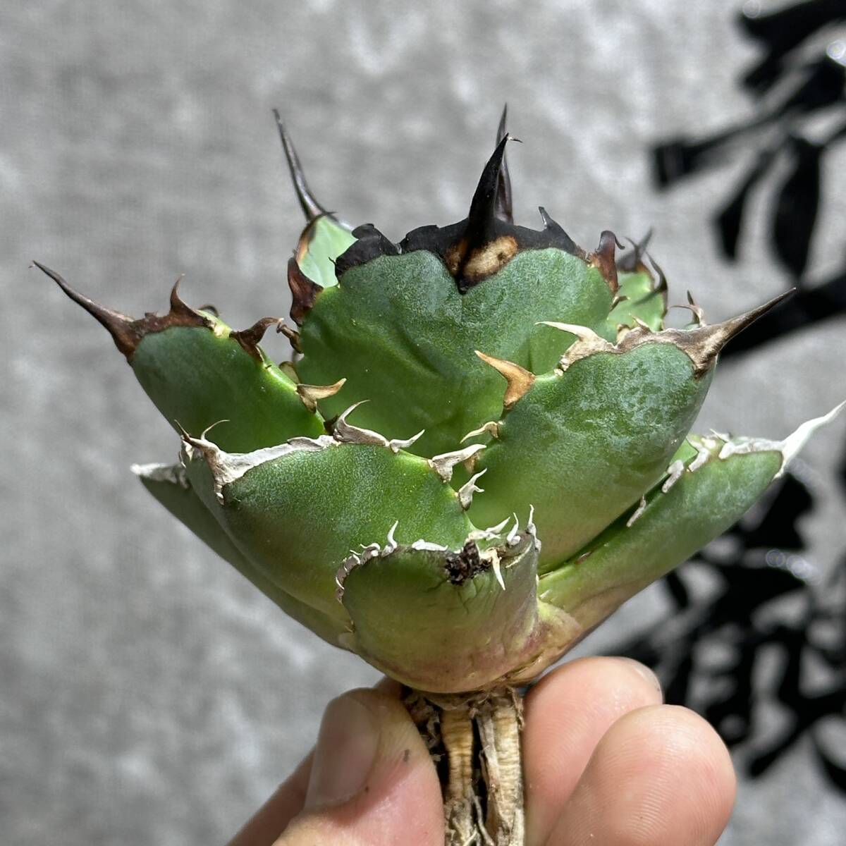 [ dragon ..]①No.170 special selection agave succulent plant chitanota is tesHades black ... dragon . tooth a little over . finest quality stock 