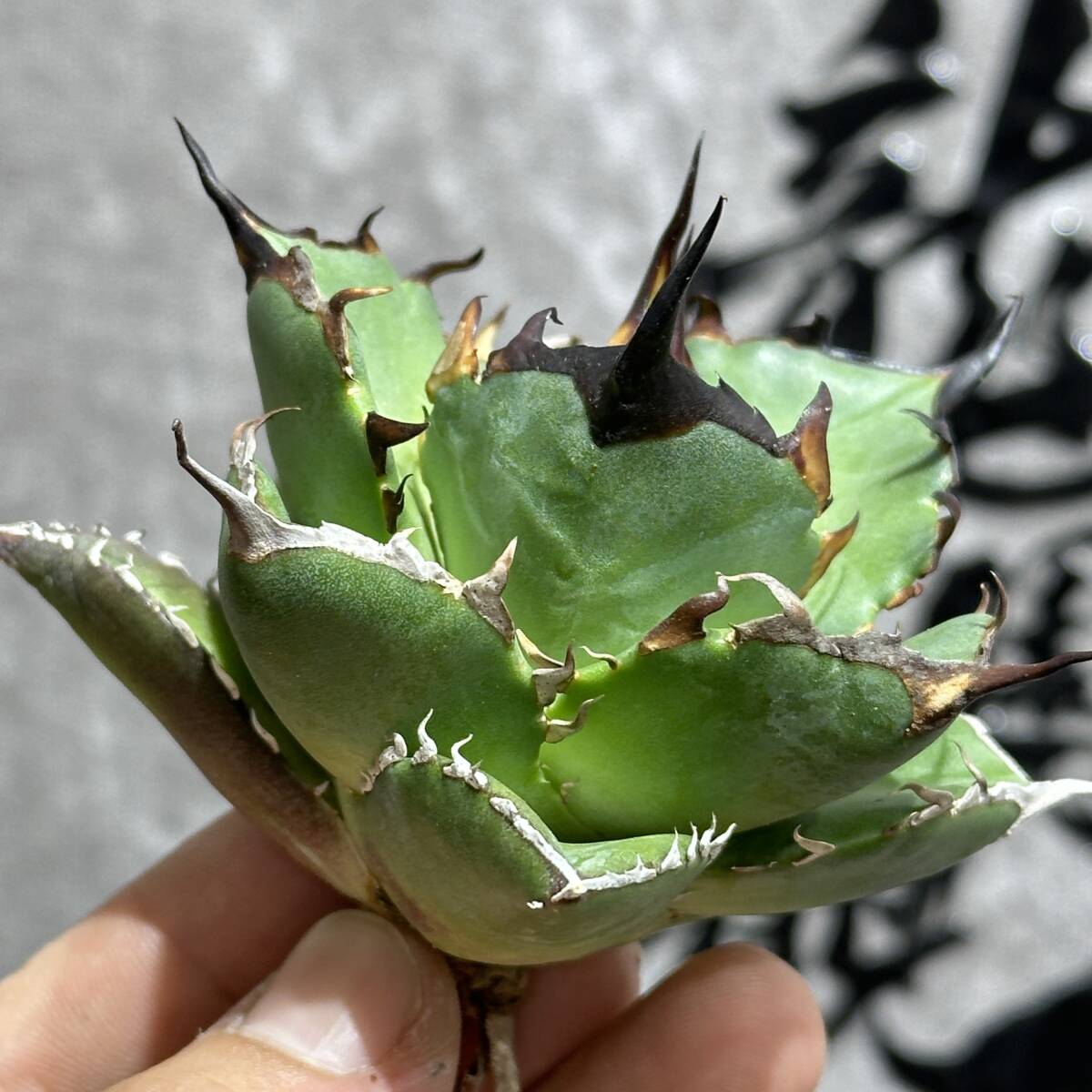 [ dragon ..]①No.170 special selection agave succulent plant chitanota is tesHades black ... dragon . tooth a little over . finest quality stock 