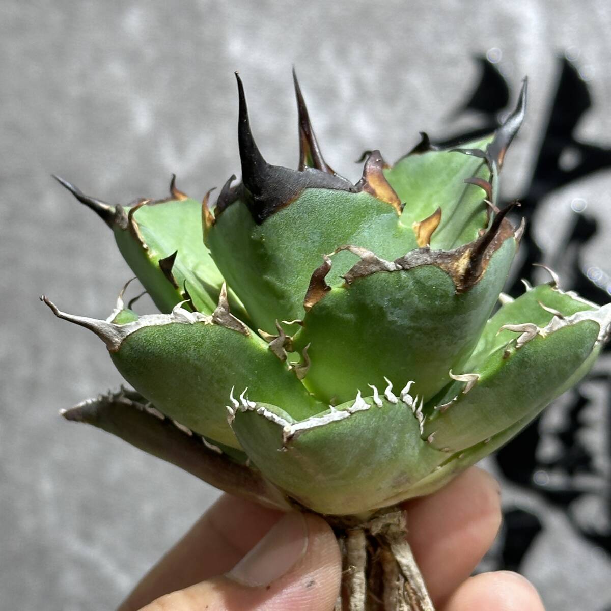 [ dragon ..]①No.170 special selection agave succulent plant chitanota is tesHades black ... dragon . tooth a little over . finest quality stock 