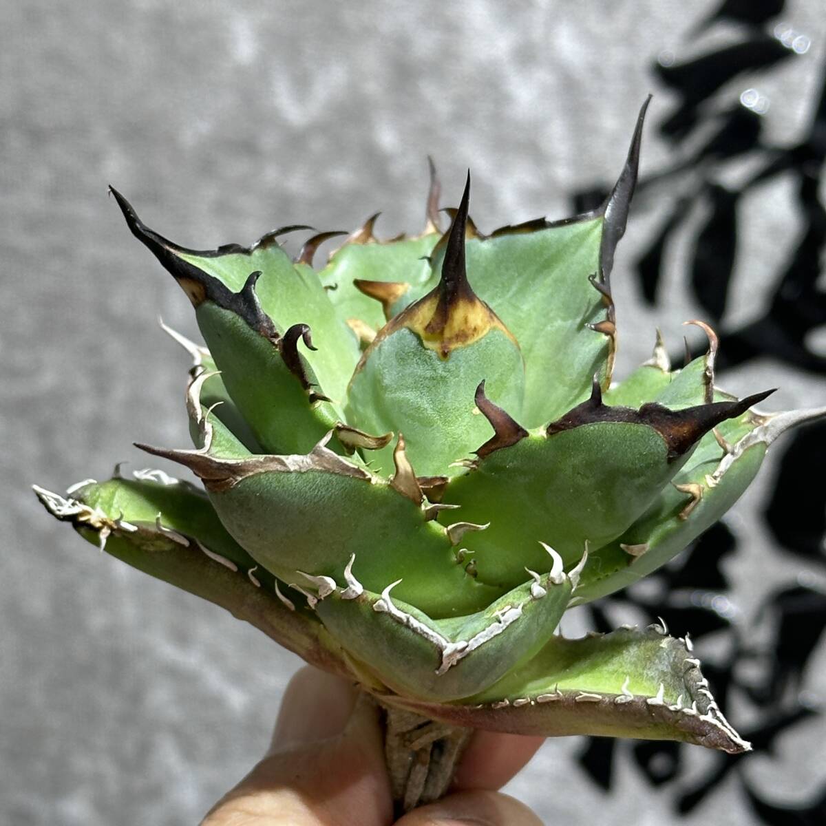 [ dragon ..]①No.170 special selection agave succulent plant chitanota is tesHades black ... dragon . tooth a little over . finest quality stock 