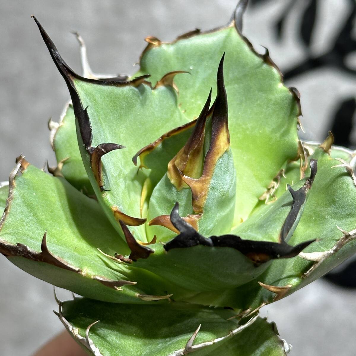 [ dragon ..]①No.170 special selection agave succulent plant chitanota is tesHades black ... dragon . tooth a little over . finest quality stock 