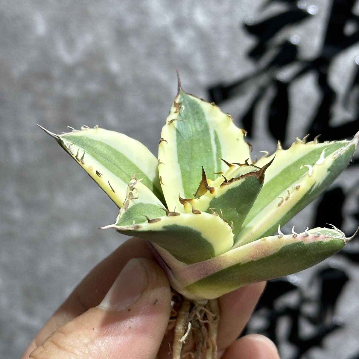 [ dragon ..]① No.151 special selection agave succulent plant snagru toe s finest quality stock ultra rare!