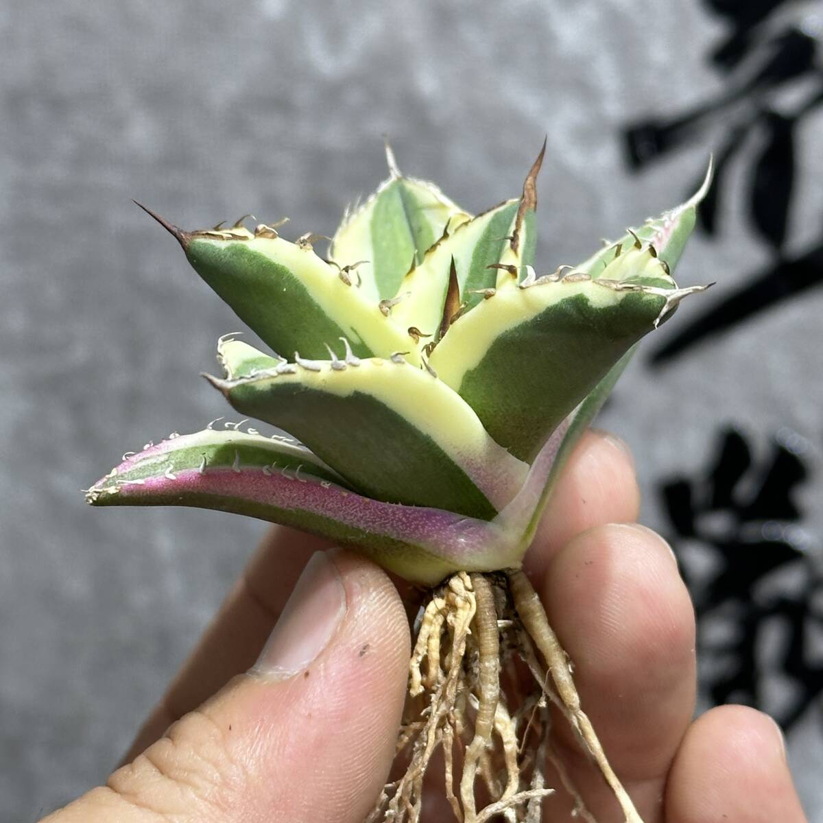 [ dragon ..]① No.151 special selection agave succulent plant snagru toe s finest quality stock ultra rare!