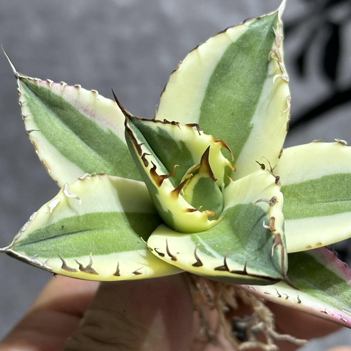 [ dragon ..]① No.151 special selection agave succulent plant snagru toe s finest quality stock ultra rare!