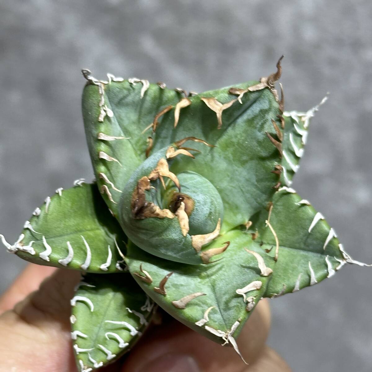 [ дракон ..]①No.157 специальный отбор агава суккулентное растение chitanota. круг .. супер чуть более . первоклассный АО очень редкий!