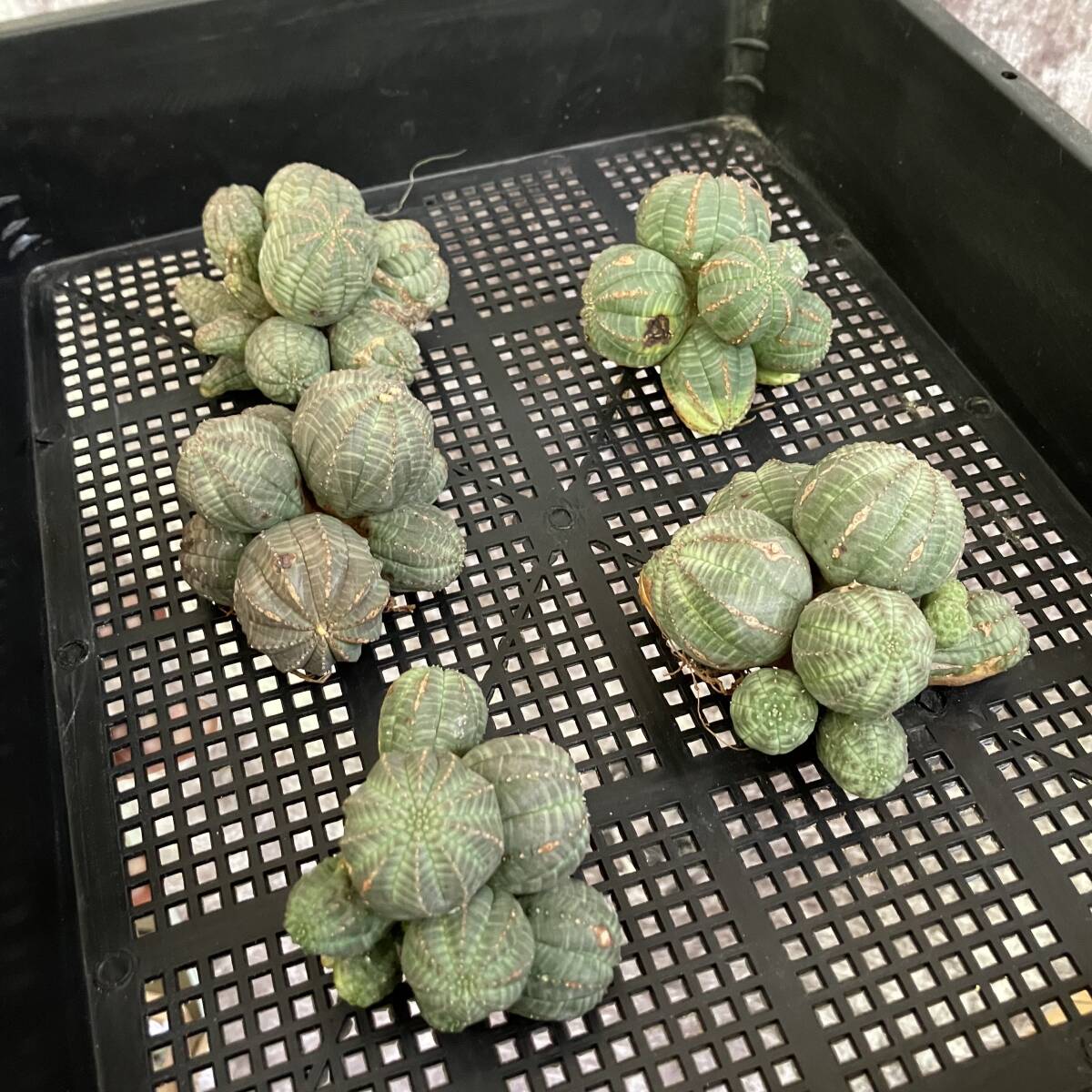 【龍園觀】①No. A35 多肉植物 塊根植物 Euphorbia obesa ユーフォルビア オベサ 群生株 5株_画像3