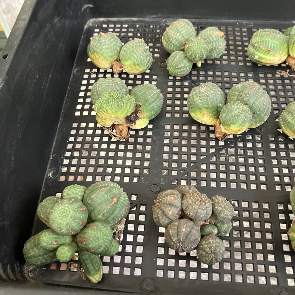 [ дракон ..]①No.A39 суккулентное растение . корень растения Euphorbia obesa You fo рубин голубой besa группа сырой АО 12 АО 