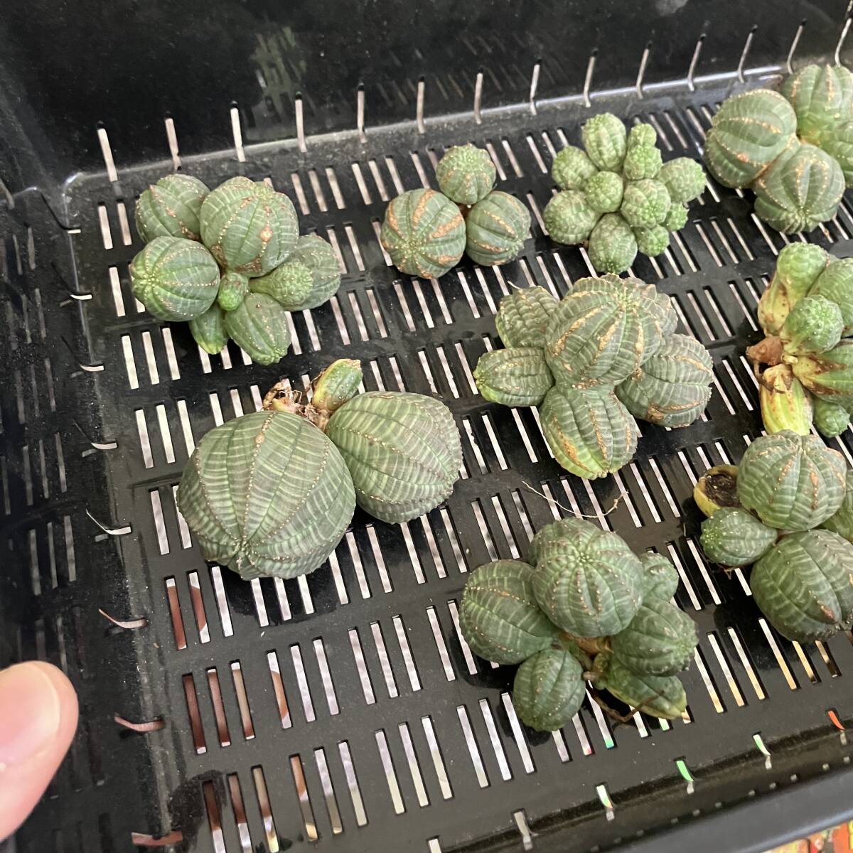 [ dragon ..]①No.A36 succulent plant . root plant Euphorbia obesa You fo ruby blue besa group raw stock 10 stock 
