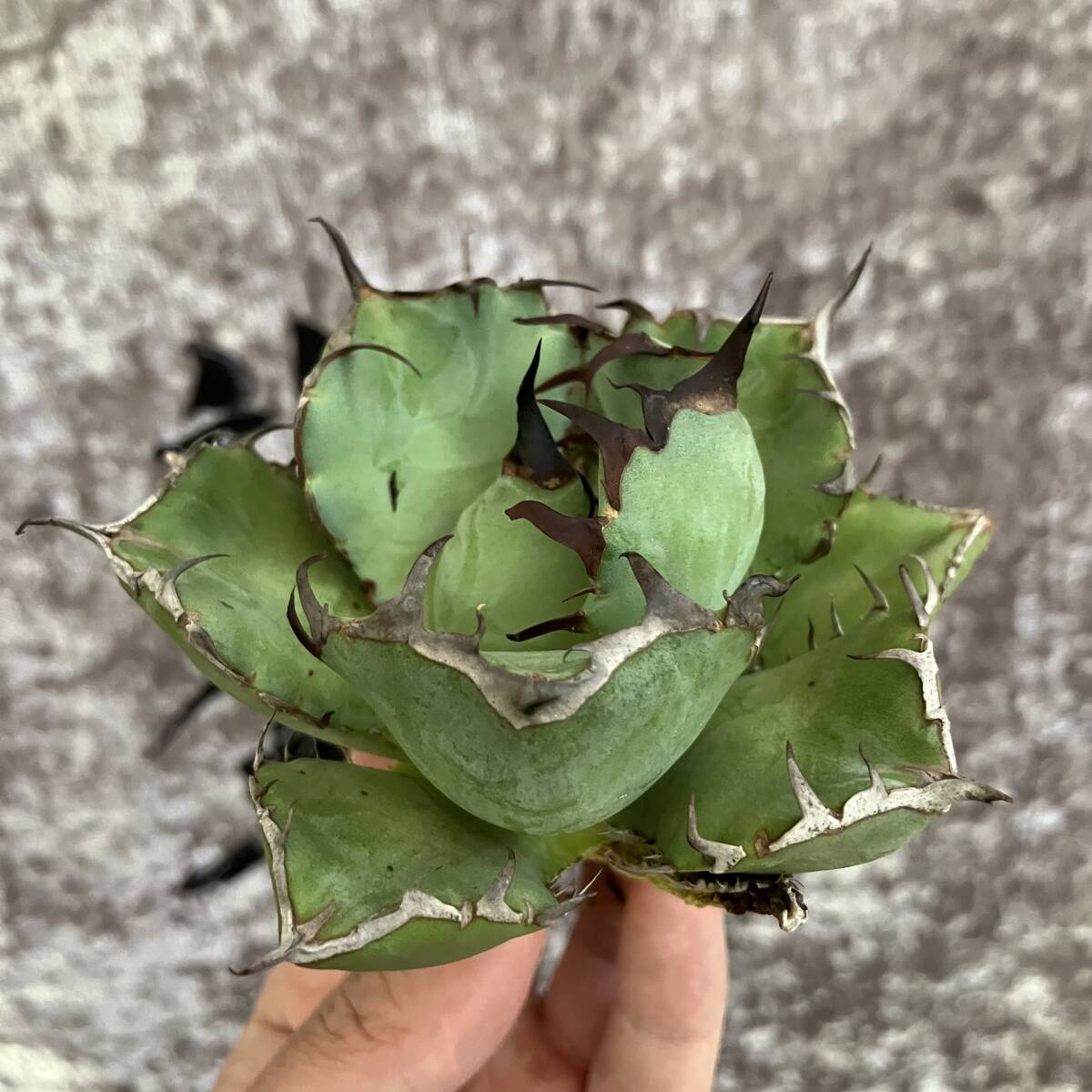 [ дракон ..]①No.25 специальный отбор агава суккулентное растение chitanota.. чуть более . первоклассный АО очень редкий!