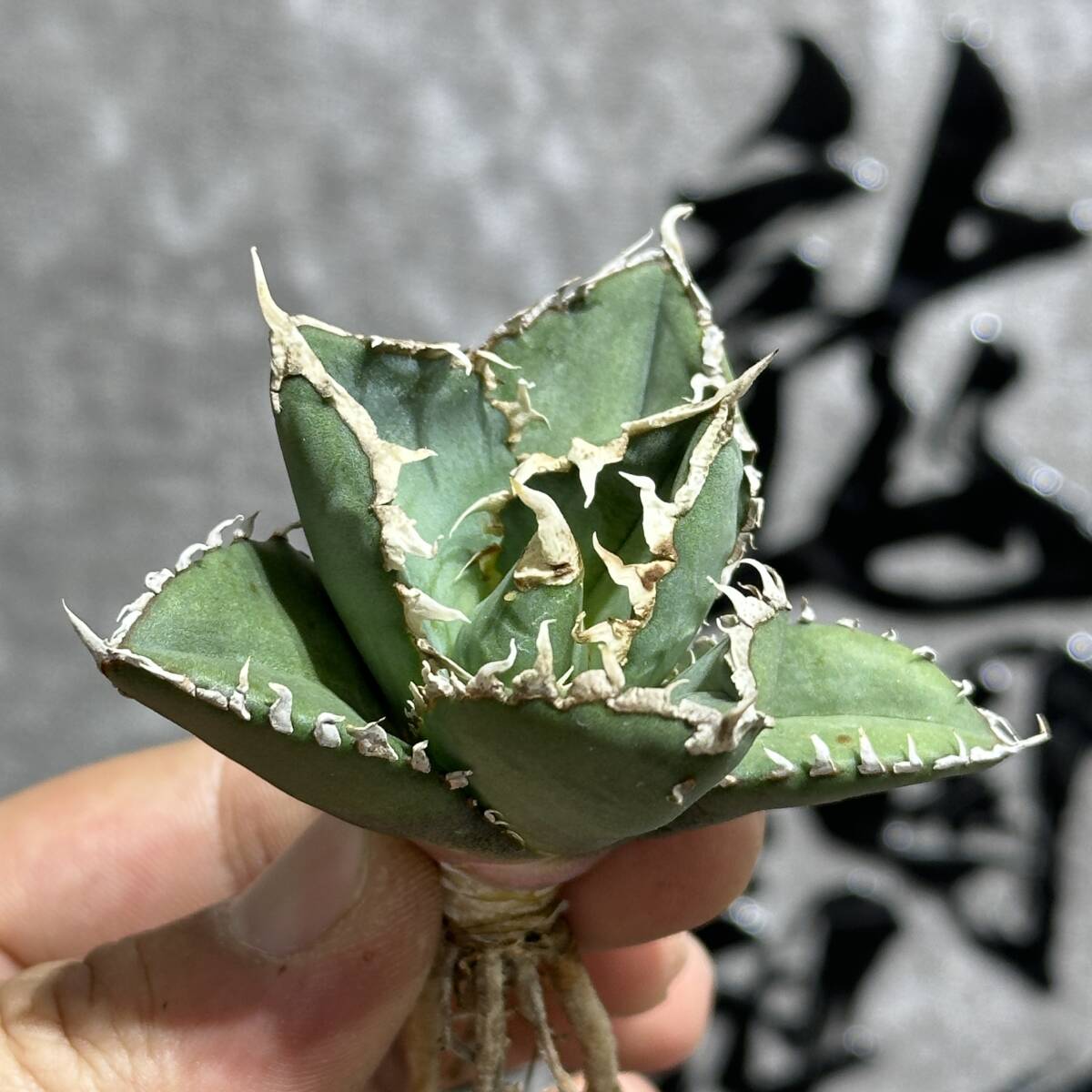 [ дракон ..]①No.244 специальный отбор агава суккулентное растение chitanota. человек чуть более . первоклассный АО очень редкий!