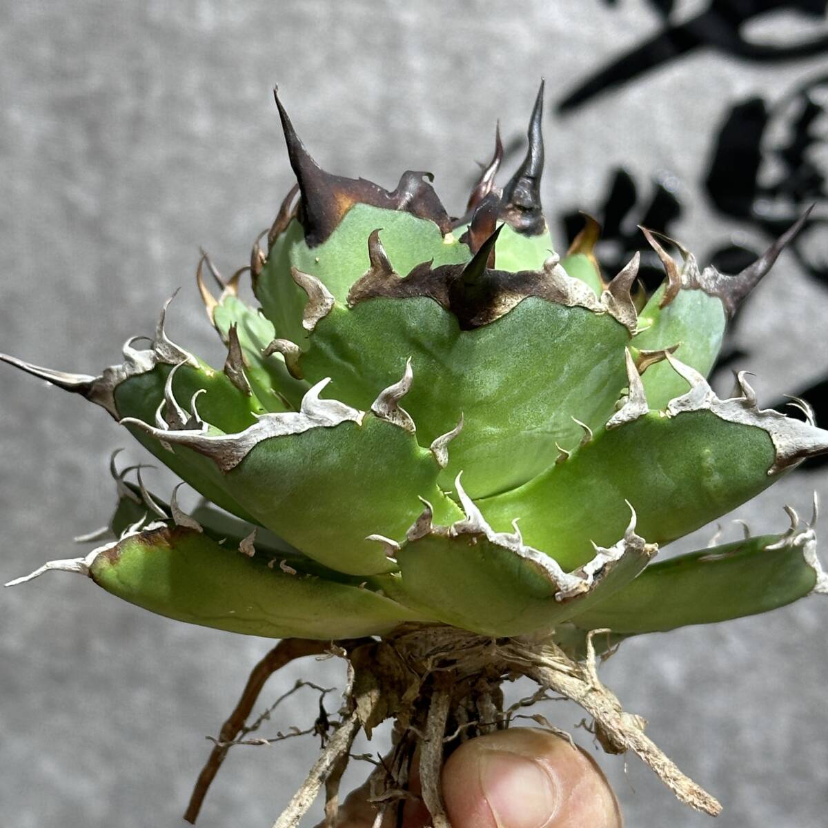 [ дракон ..]①No.267 специальный отбор агава суккулентное растение chitanota - tesHades чёрный ... дракон . зуб чуть более . первоклассный большой АО 