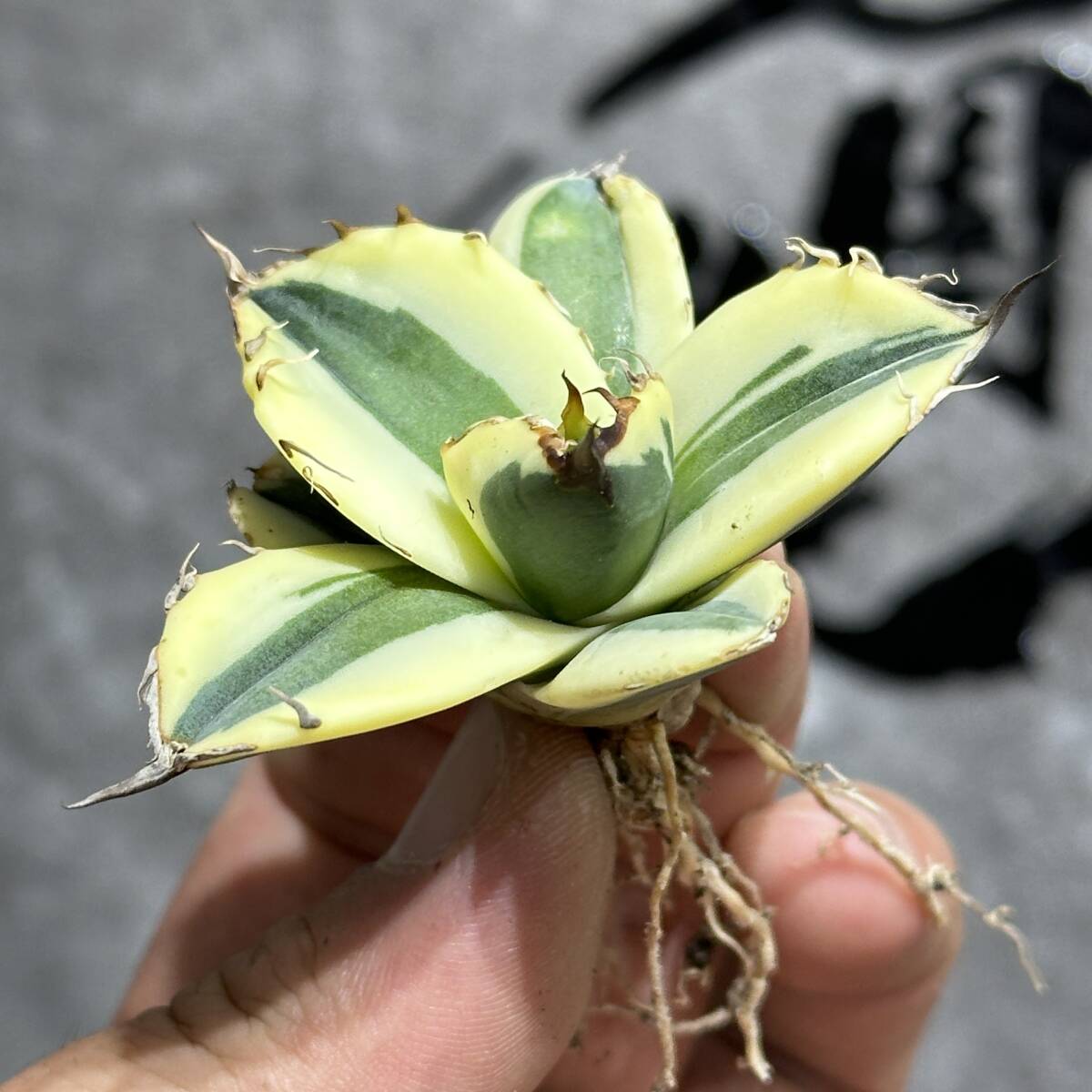[ дракон ..]① No.242 специальный отбор агава суккулентное растение snagru палец на ноге s первоклассный АО очень редкий!