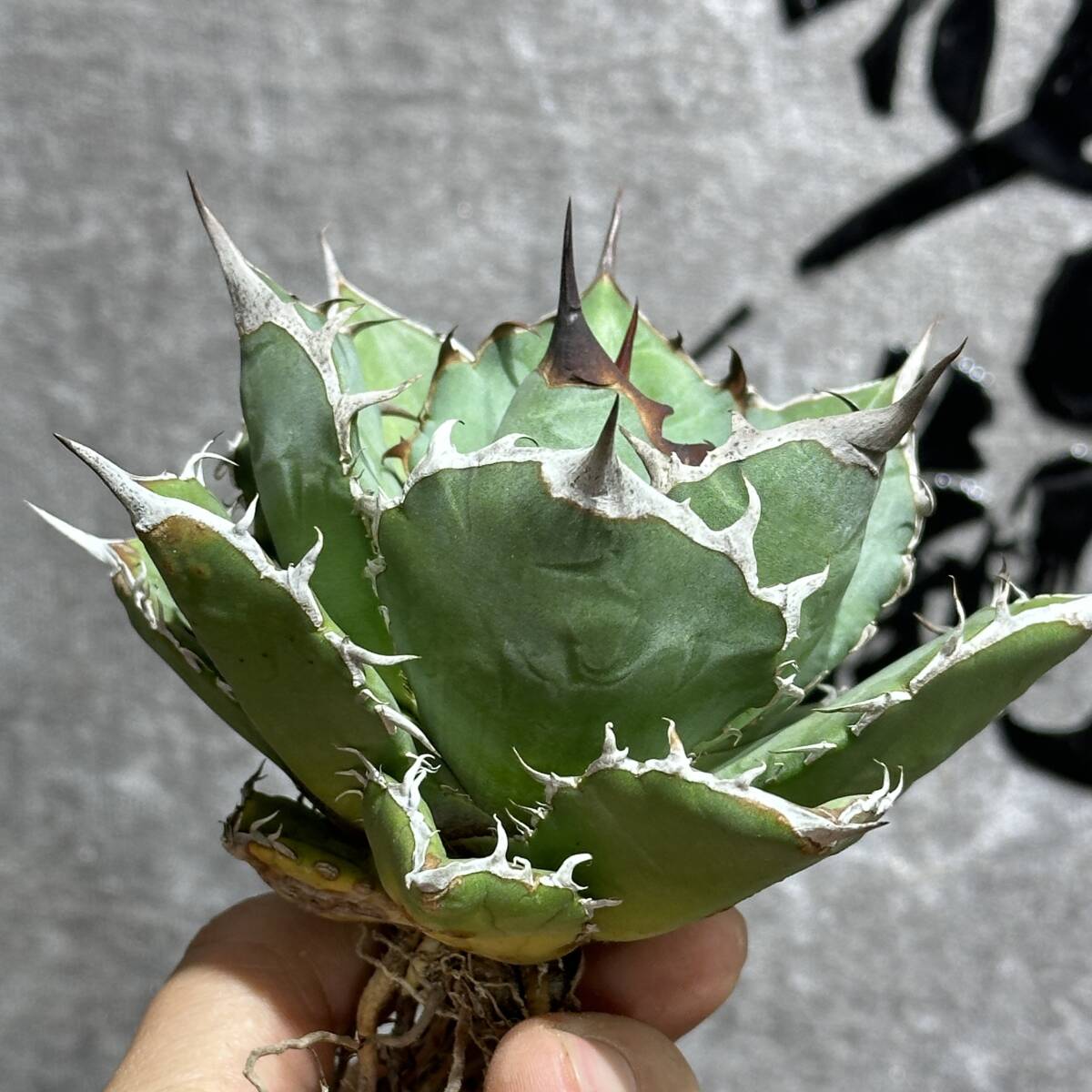 [ dragon ..]①No.358 special selection agave succulent plant chitanota. hawk *Blackhawk* a little over . finest quality stock 