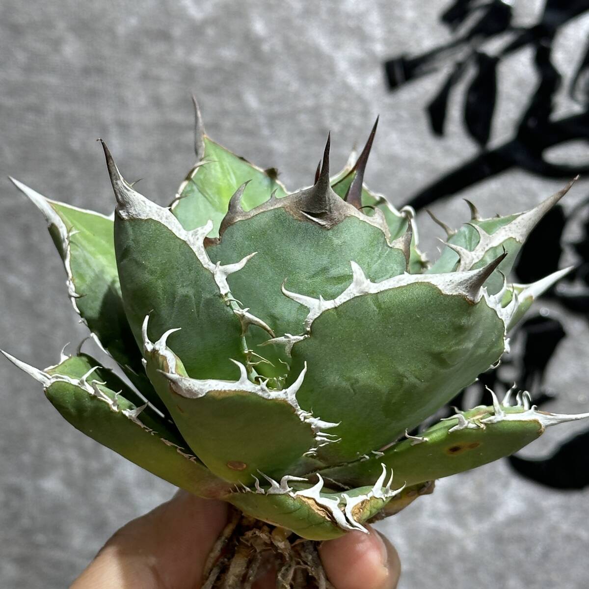 [ dragon ..]①No.358 special selection agave succulent plant chitanota. hawk *Blackhawk* a little over . finest quality stock 