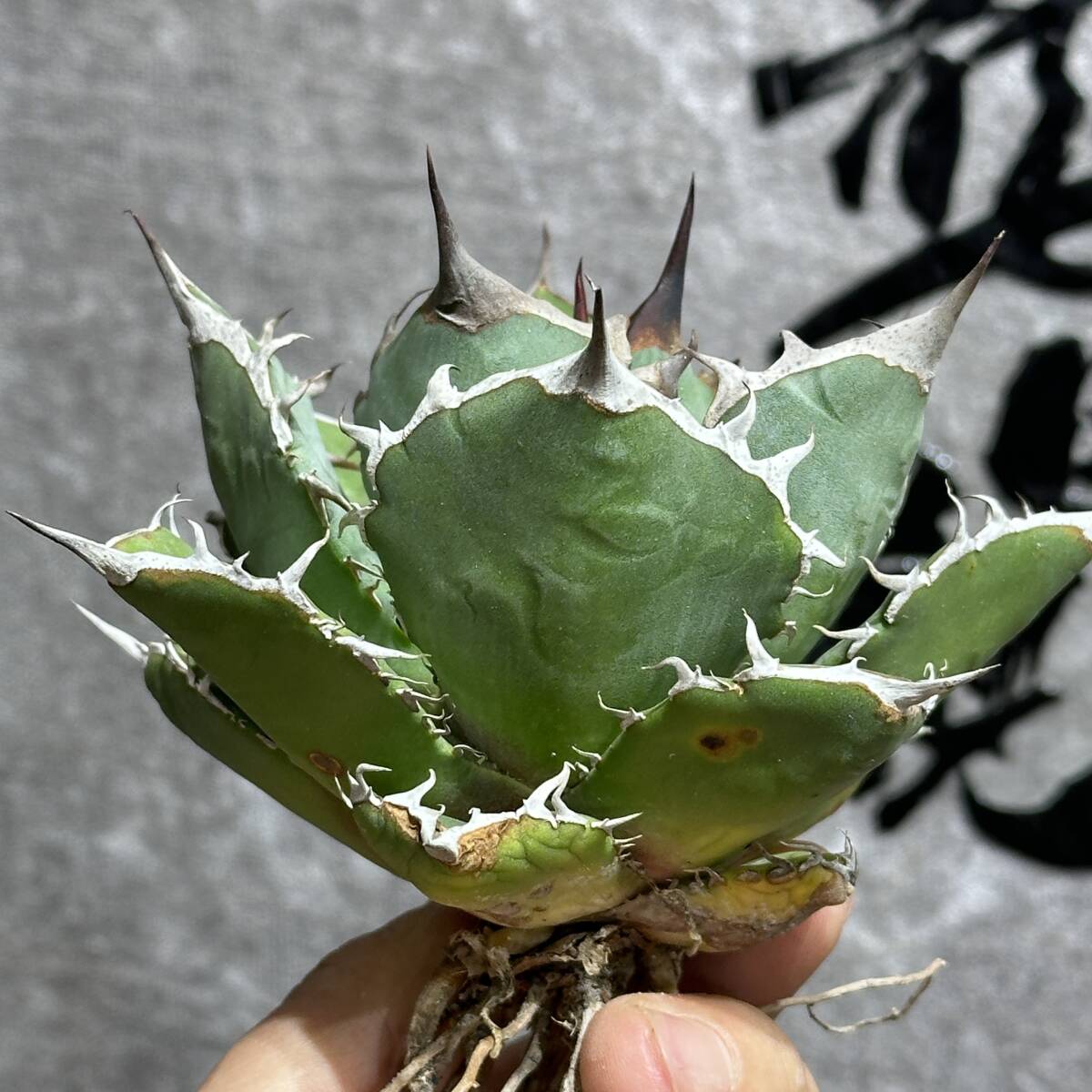 [ dragon ..]①No.358 special selection agave succulent plant chitanota. hawk *Blackhawk* a little over . finest quality stock 