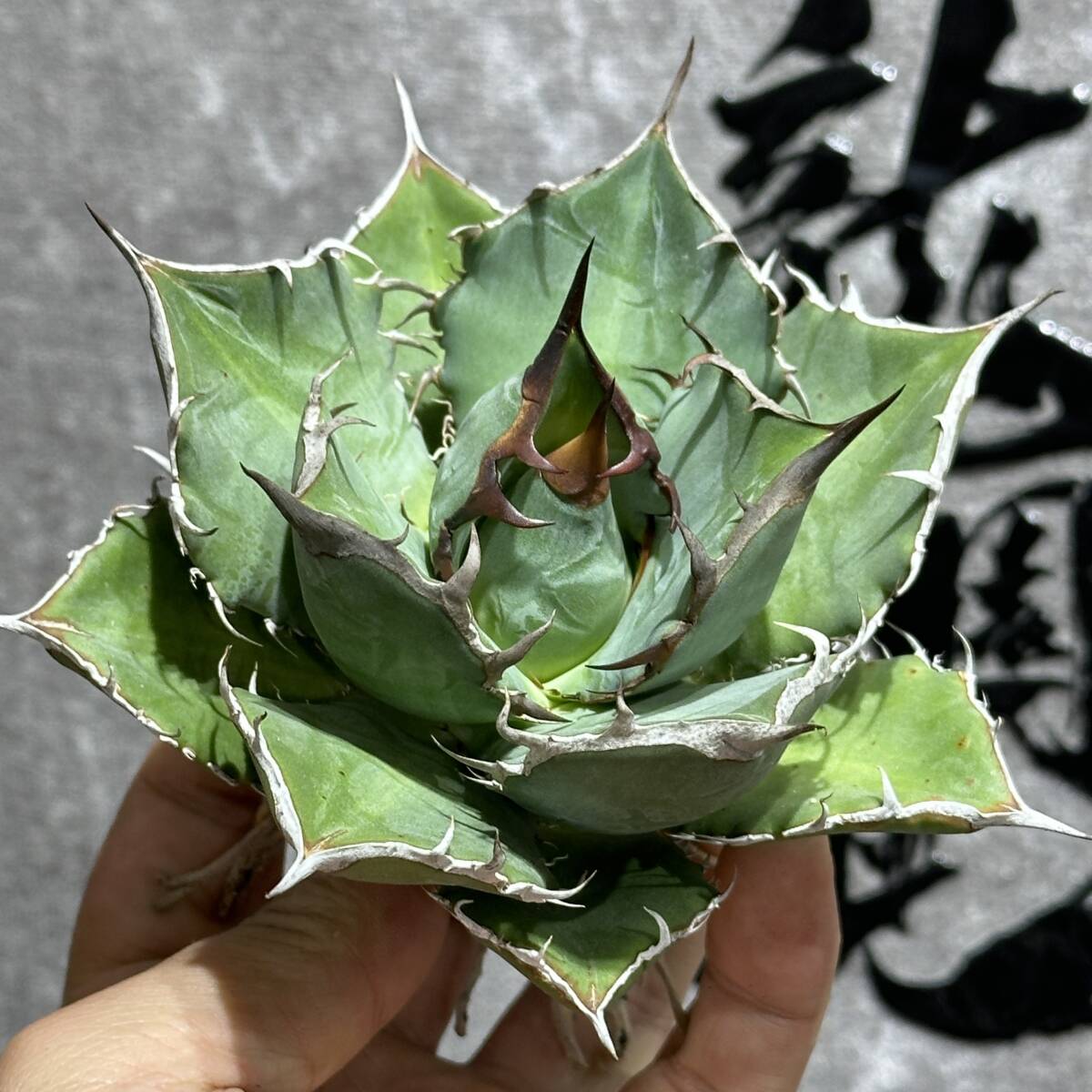 [ dragon ..]①No.358 special selection agave succulent plant chitanota. hawk *Blackhawk* a little over . finest quality stock 