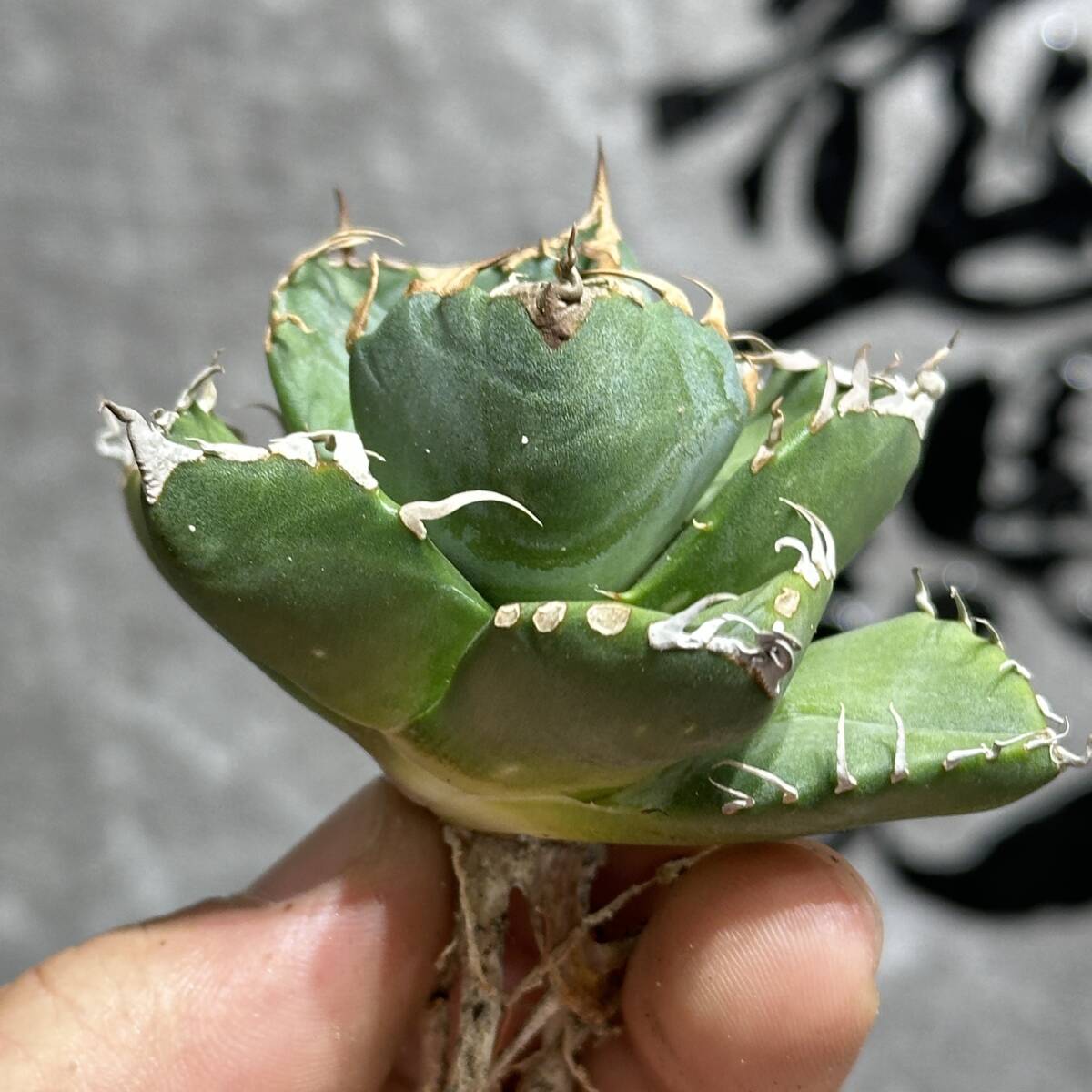 [ dragon ..]①No.348 special selection agave succulent plant chitanota. circle .. super a little over . finest quality stock ultra rare!