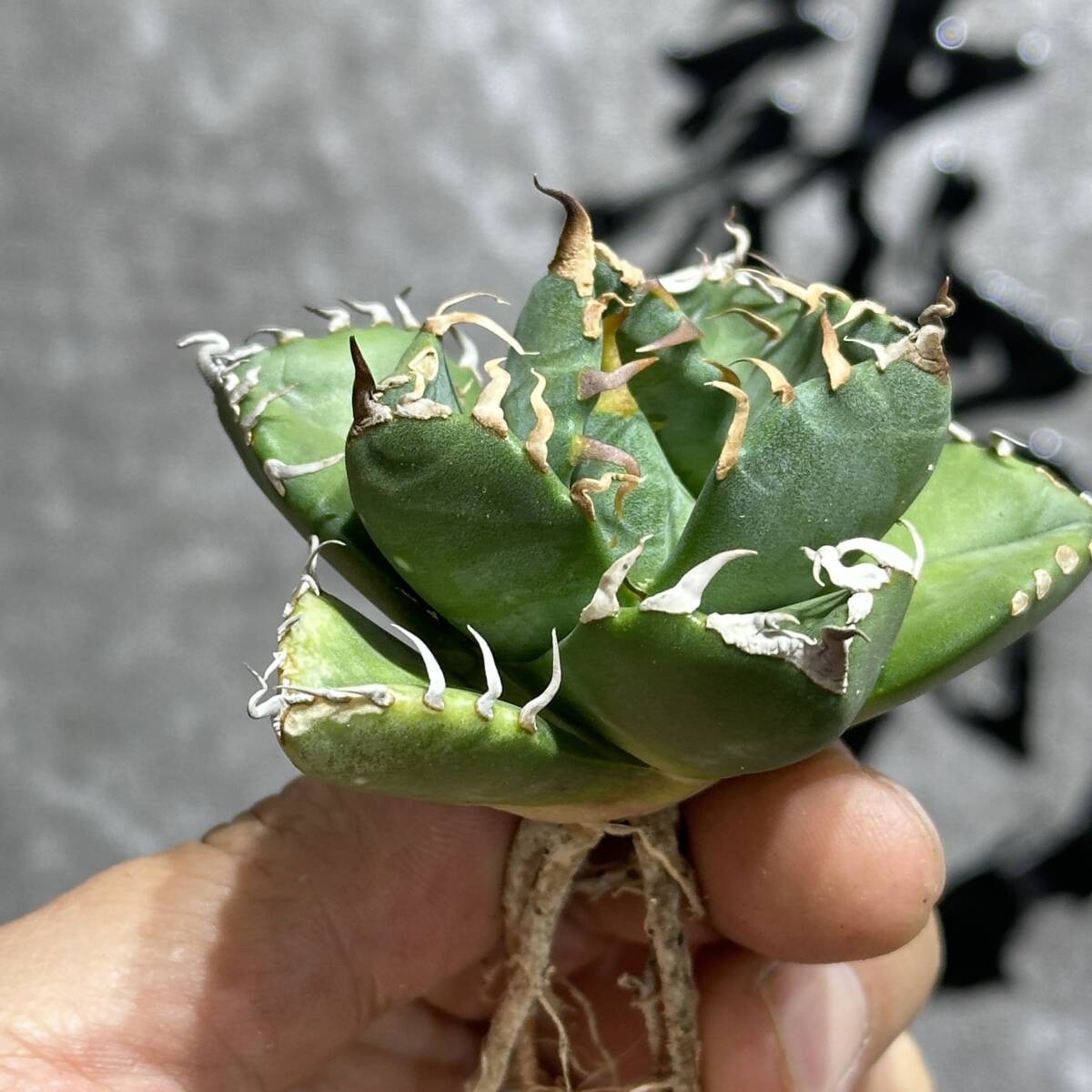 [ dragon ..]①No.348 special selection agave succulent plant chitanota. circle .. super a little over . finest quality stock ultra rare!