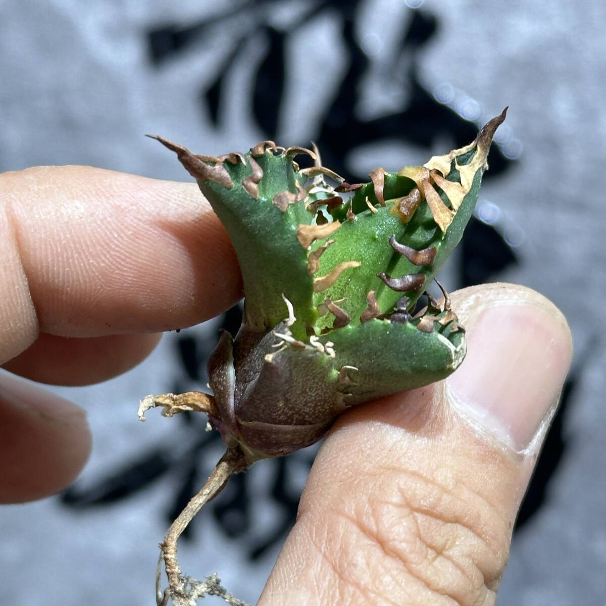 [ dragon ..]①No.387 special selection agave succulent plant chitanota red cat we zrugoli cat \' Red catweezle \' a little over . finest quality stock 6 stock 