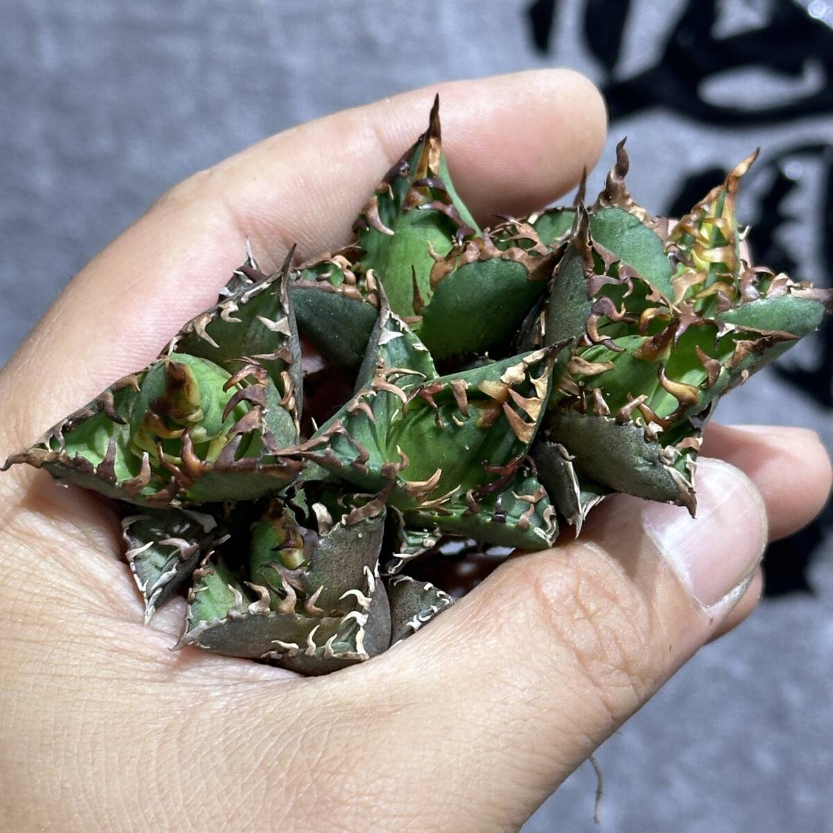 [ dragon ..]①No.387 special selection agave succulent plant chitanota red cat we zrugoli cat \' Red catweezle \' a little over . finest quality stock 6 stock 