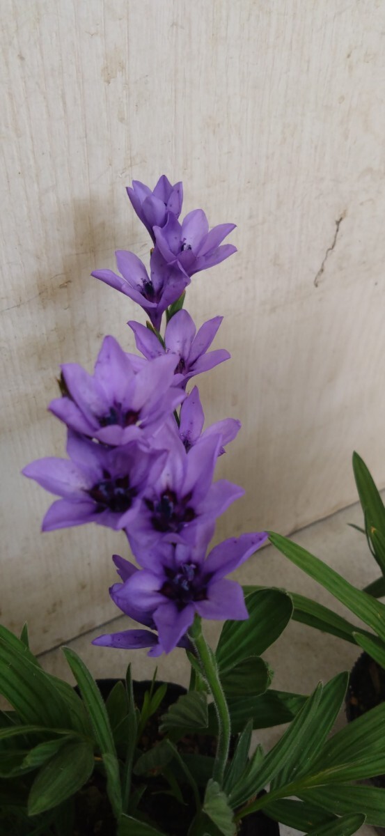 バビアナ パープル 紫 珍しい色 【球根 三球 】花終わり 来期用 の画像2