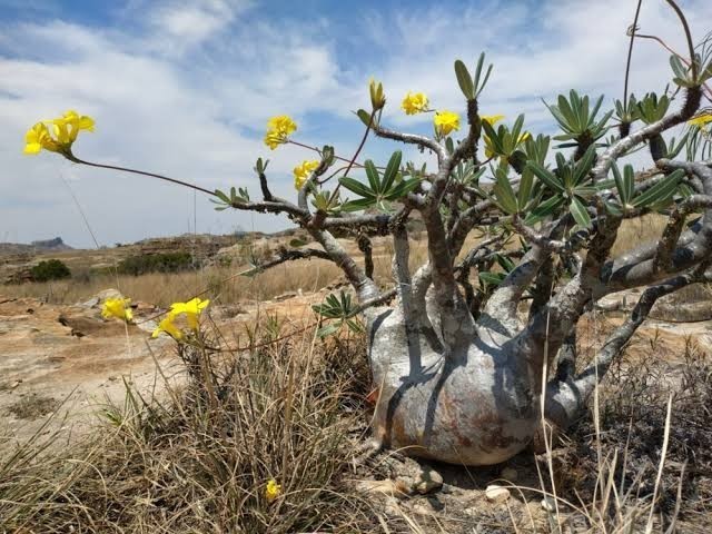 50粒 パキポディウム グラキリス 種子Pachypodium rosulatum var. gracilius グラキリウス 象牙宮_画像1