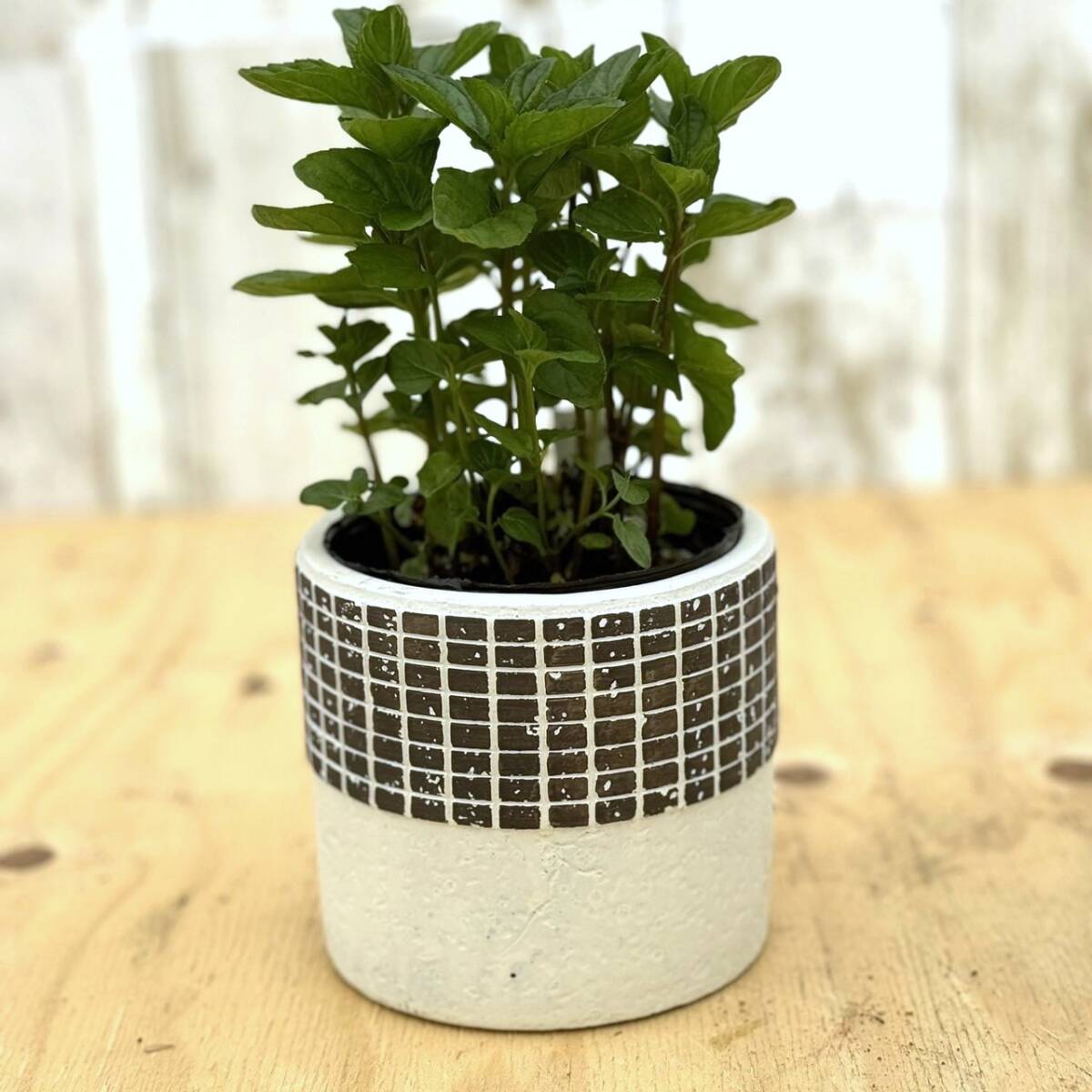 【3苗セット】大人気 モヒートミント カクテル ハーブ 多肉植物 ポットで発送　家庭菜園　ガーデニング_画像4