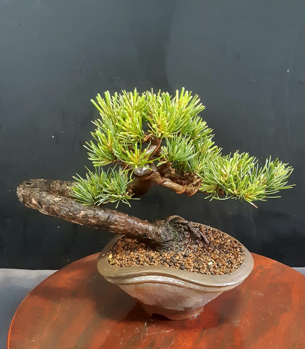  shohin bonsai материалы [. лист сосна ] бонсай угол 