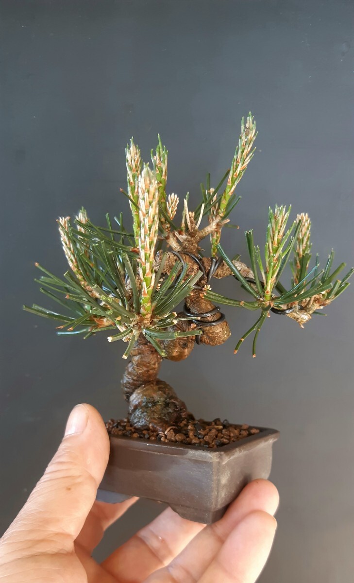  shohin bonsai материалы [ Mini сосна Тунберга A] бонсай угол 