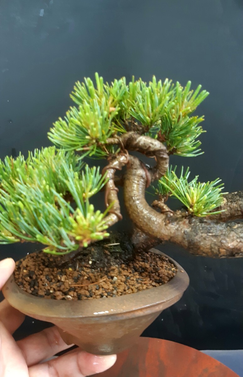  shohin bonsai material [. leaf pine ] bonsai angle 