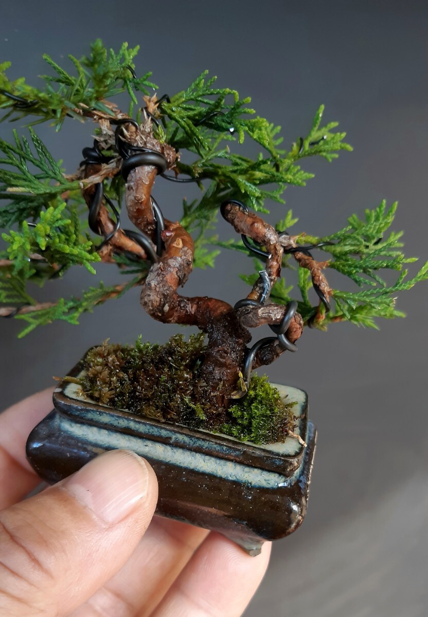  shohin bonsai материалы [ Mini подлинный Kashiwa C] бонсай угол 
