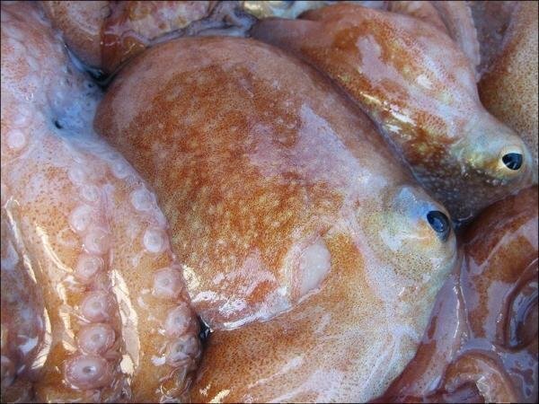 やわらか「水ダコ(小ダコ)-3kg」　シャブシャブ、お刺身、焼き、煮付け、たこ焼き_画像6