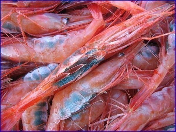  ground thing [ red sea .( northern shrimp )LA-1kg]. sashimi for .., proud excellent article 