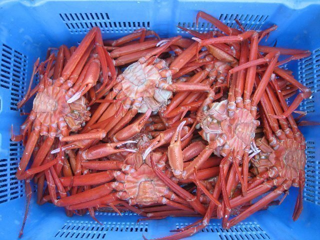 釜揚げ直送!!【名人の浜茹で蟹5kg】大量、当店自慢の、山陰境港産...「紅蟹5kg」_画像10