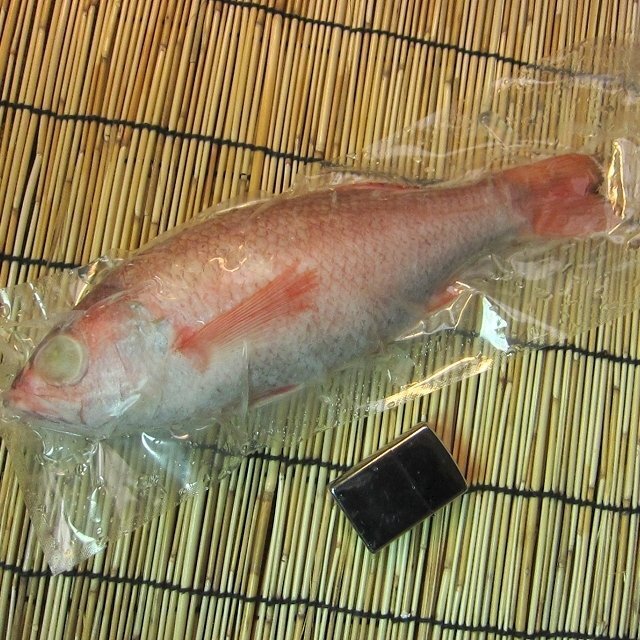 幻の超高級魚「巨大 のどぐろ 5尾位内で1kg」お刺身用・脂のってます！！　山陰境港産_発送商品