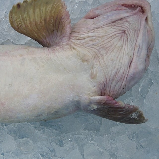 噂の幻の深海魚「ババア 2.8kg」(ゲンゲ)活冷凍品　味は鮟鱇・たら以上!!_画像4