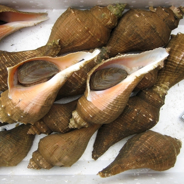5箱】珍味な貝「ヨナキ1kg」一般的に出回らない美味はいかがでしょう。　めったにお目にかかれません!!_画像6