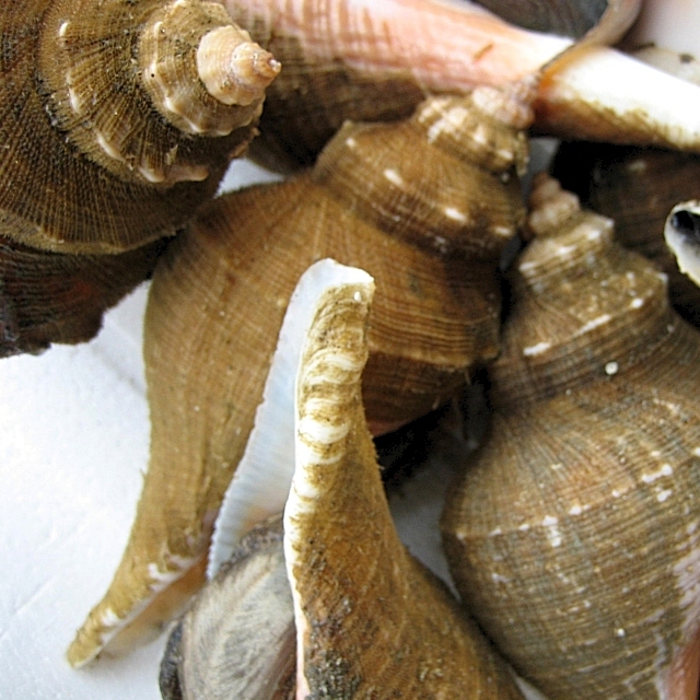 5箱】珍味な貝「ヨナキ1kg」一般的に出回らない美味はいかがでしょう。　めったにお目にかかれません!!_画像3