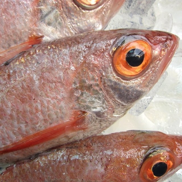 5箱】幻の超高級魚「 のどぐろ 7尾で1kg」お刺身用・脂のってます！！　山陰境港産_冷凍前