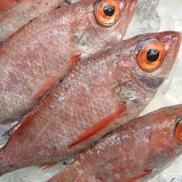 5 box ] illusion. super high class fish [ throat ..7 tail .1kg]. sashimi for * fat. ...!! mountain ... production 