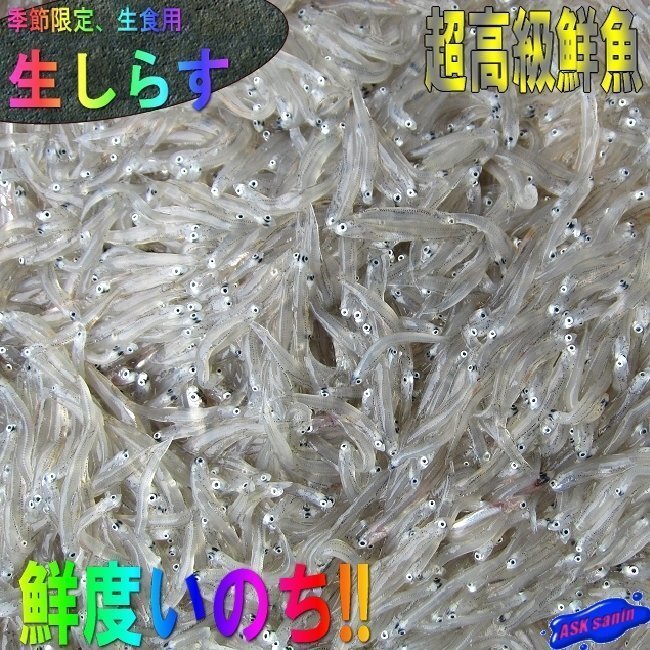3ps.@,. sashimi for [ shirasu 500g] freshness eminent,. freezing [ fish kingdom ].. production 