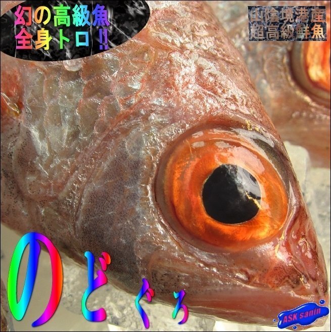 5箱】幻の超高級魚「 のどぐろ 7尾で1kg」お刺身用・脂のってます！！　山陰境港産_冷凍前